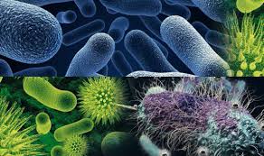 Mikroorganizmalar